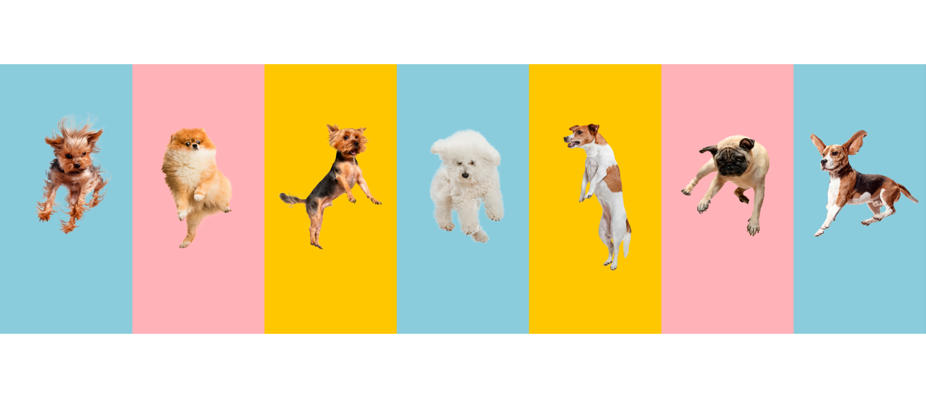 Dogs jumping
