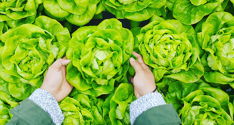 Hands holding lettuce